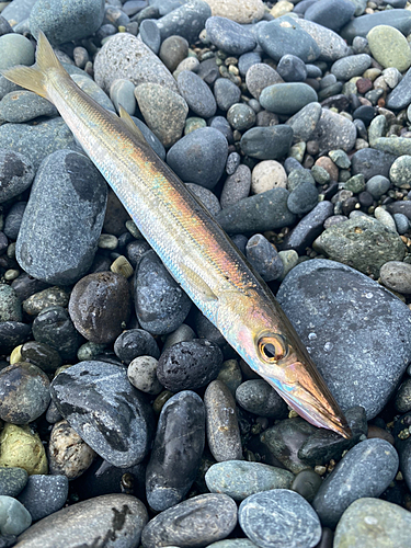 カマスの釣果