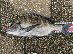 クロダイの釣果