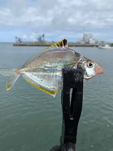 ヒイラギの釣果