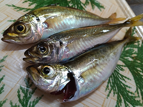 マアジの釣果