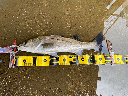 フッコ（マルスズキ）の釣果