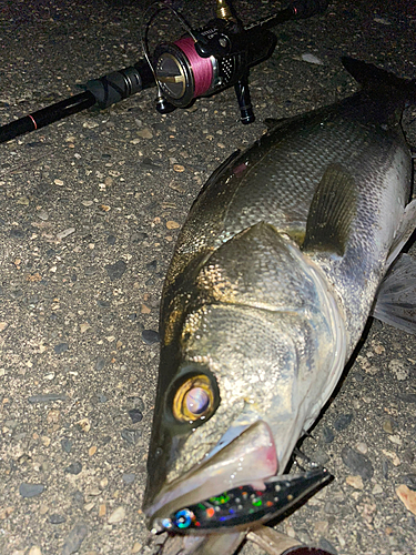 スズキの釣果