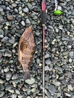 オオモンハタの釣果