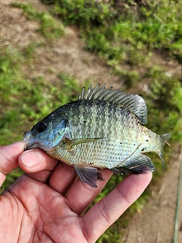 ブルーギルの釣果