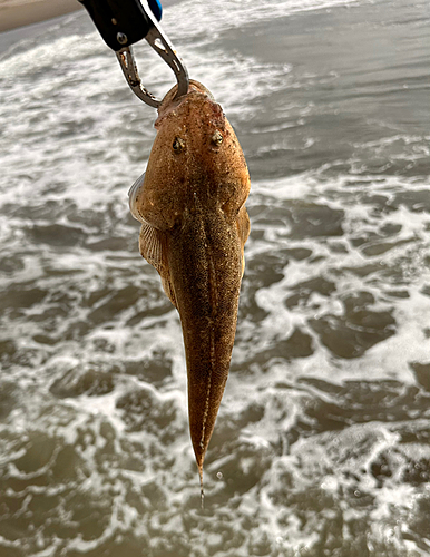 マゴチの釣果