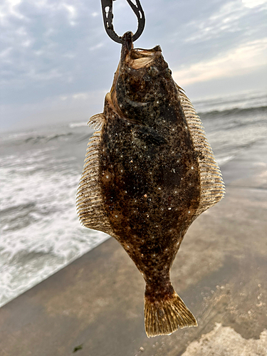 ソゲの釣果