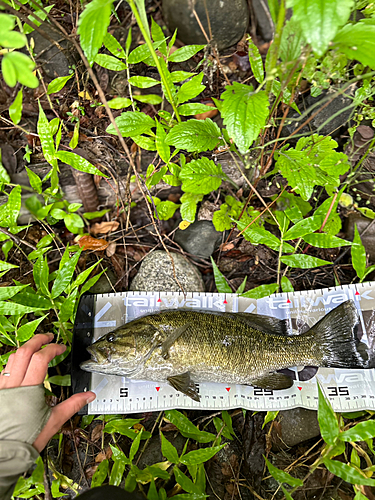 スモールマウスバスの釣果