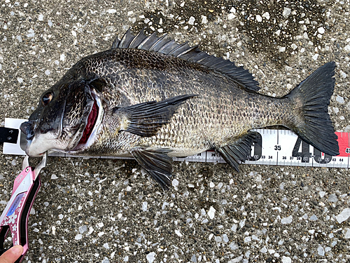 クロダイの釣果