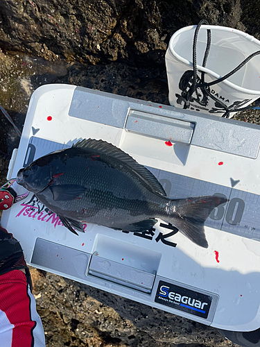 メジナの釣果