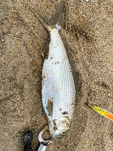 コノシロの釣果