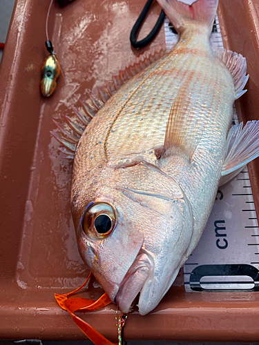 マダイの釣果