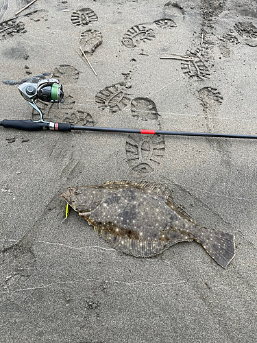 ヒラメの釣果