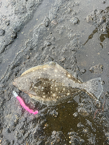 ソゲの釣果