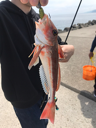 カナガシラの釣果