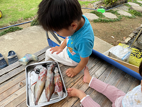 ケンサキイカの釣果