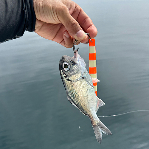 ギンメダイの釣果