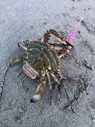 ワタリガニの釣果