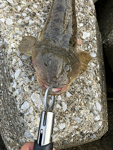 マゴチの釣果