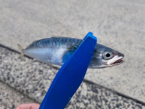 サバの釣果