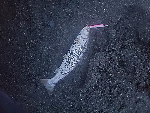 アメマスの釣果