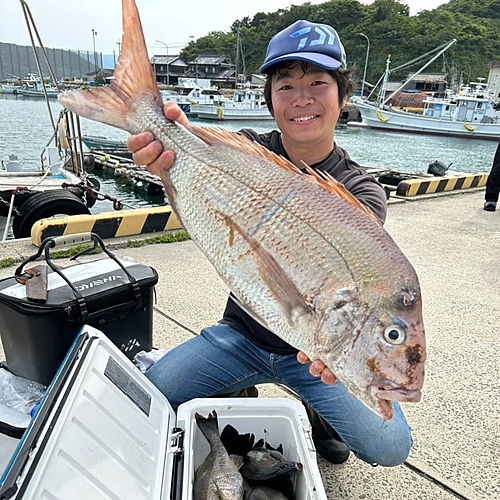 マダイの釣果