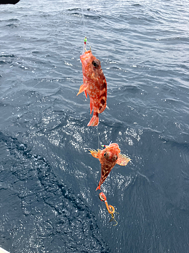 アラカブの釣果