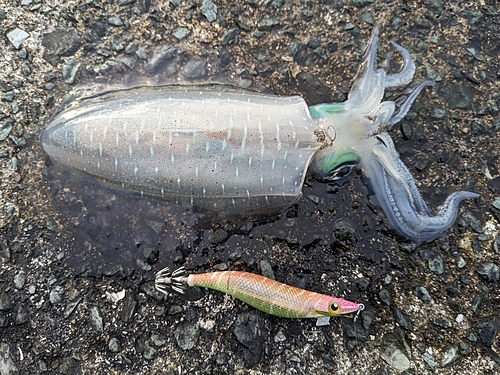 アオリイカの釣果