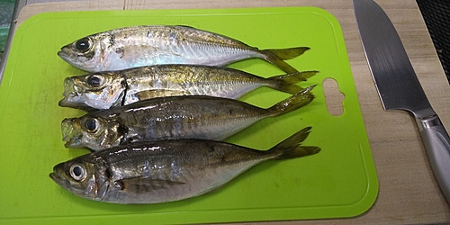 アジの釣果