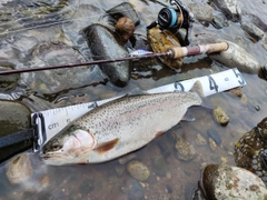 ニジマスの釣果