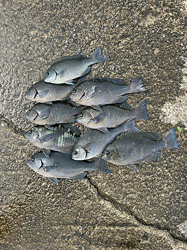 オナガグレの釣果