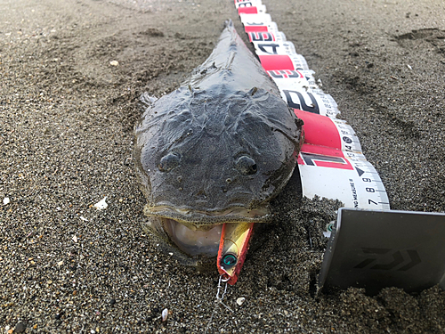 マゴチの釣果