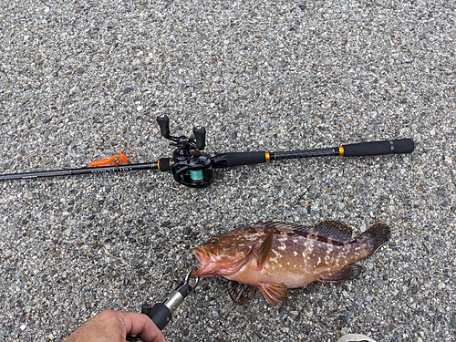 アコウの釣果