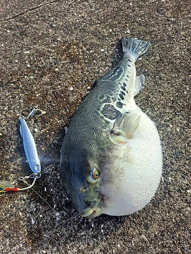 トラフグの釣果