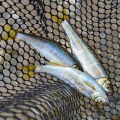 オイカワの釣果