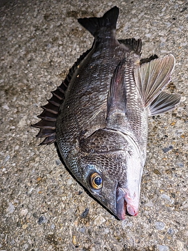 クロダイの釣果