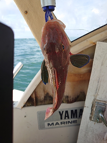 ホウボウの釣果