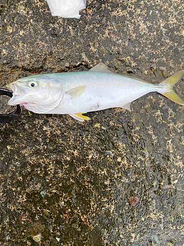 ワカシの釣果