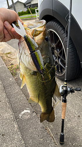 ブラックバスの釣果