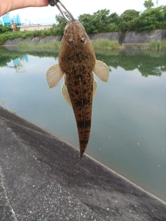 コチの釣果