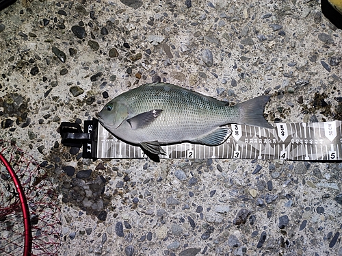 クチブトグレの釣果