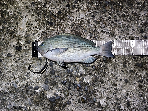 クチブトグレの釣果