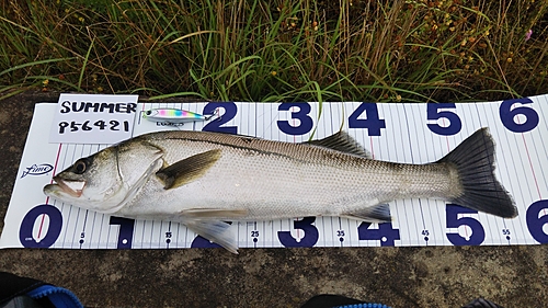 シーバスの釣果