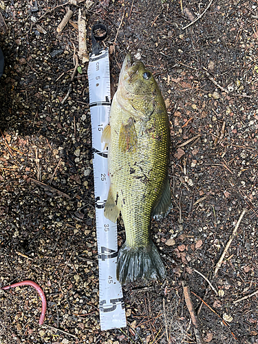 ラージマウスバスの釣果