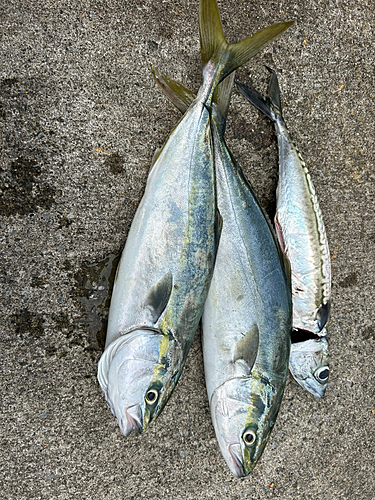 イナダの釣果