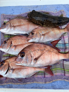 マダイの釣果