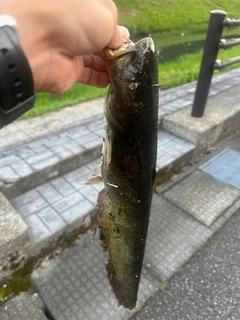 マナマズの釣果