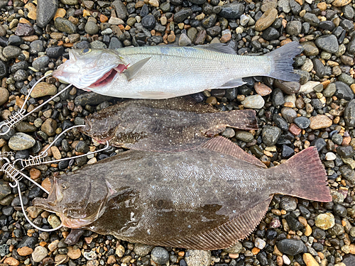 ヒラメの釣果