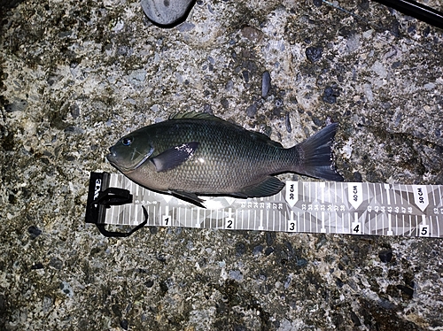 クチブトグレの釣果