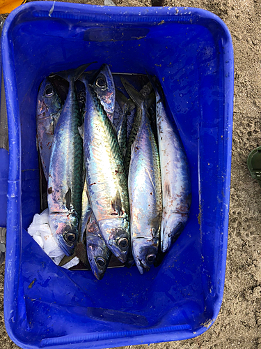 サバの釣果