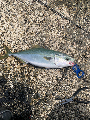 イナダの釣果